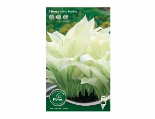 Hosta WHITE FEATHER/funkie/1ks/jdd