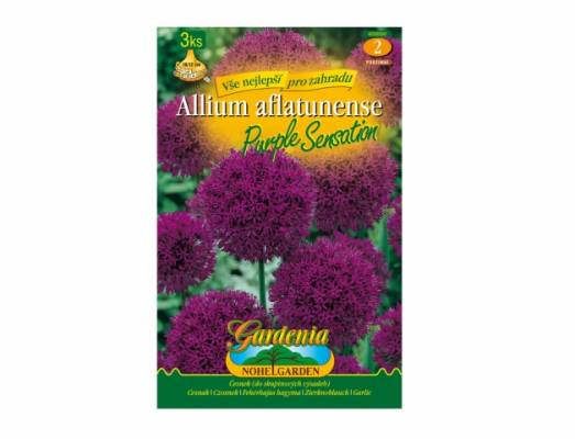Allium aflatunense, PURPLE SENSATION 3ks