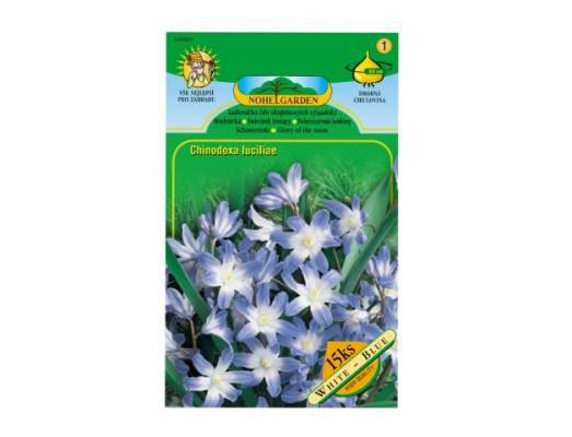 Chionodoxa, ladonička 15ks