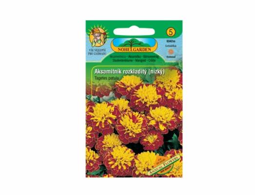 Aksamitník rozkladitý (Tagetes patula)