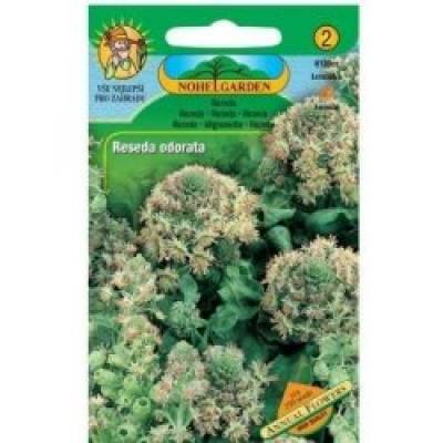 Rezeda vonná (Reseda odorata)