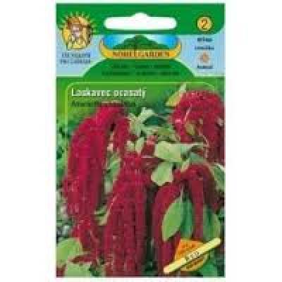 Amaranthus caudatus (laskavec ocasatý)