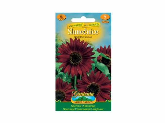 Slunečnice (Helianthus annuus)