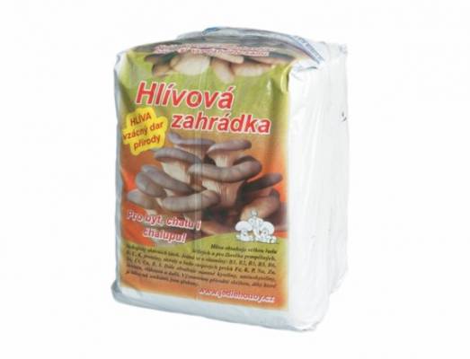 Hlívová zahrádka, hlíva ústřičná 6kg