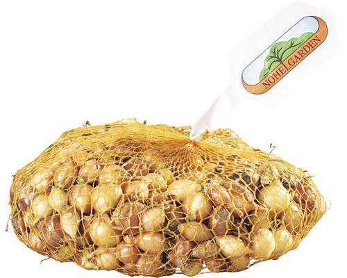 Cibule sazečka HERCULES 500g, 8-16mm 