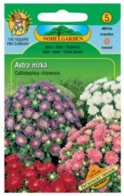 Astra nízká - průhonický trpaslík - Callistephus chinensis