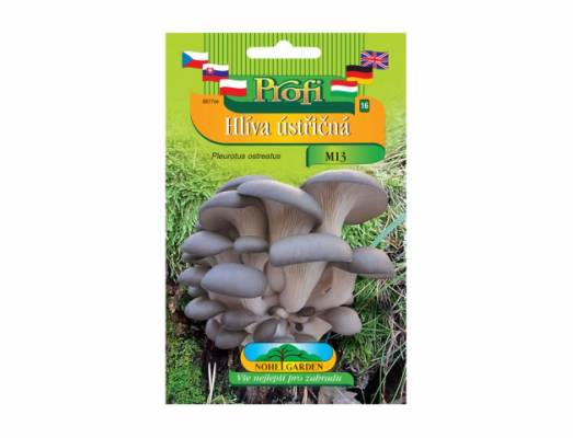 Hlíva ústřičná  M13