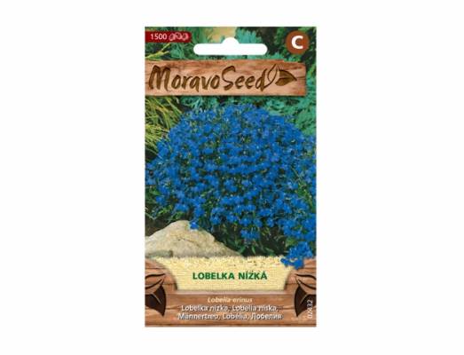 Lobelka drobná nízká, modrá 
