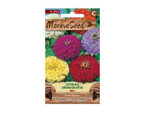 Ostálka lepá jiřinkokvětá, směs