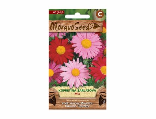 Kopretina šarlatová - mix