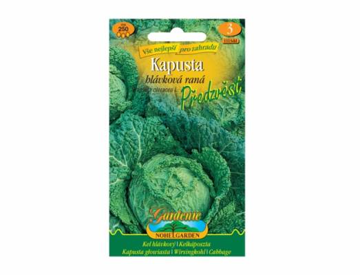 Kapusta hlávková raná PŘEDZVĚST