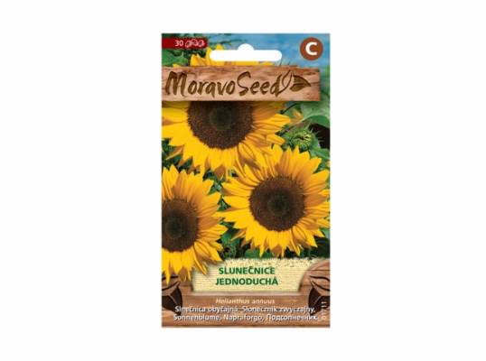 Slunečnice jednoduchá (Helianthus annuus)