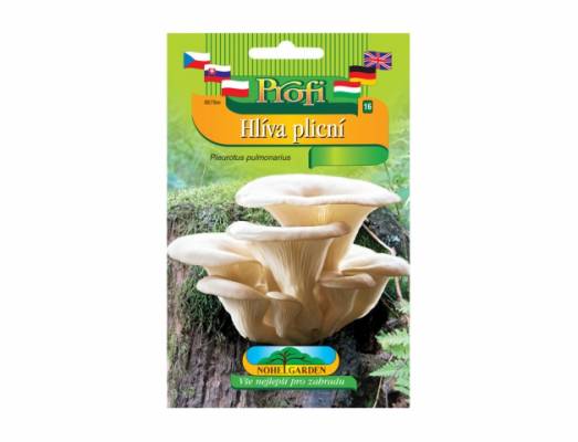 Hlíva plicní bílá