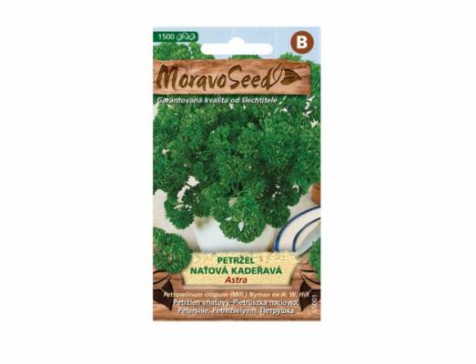 Petržel naťová, kadeřavá ASTRA 