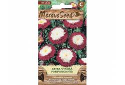 Astra čínská pomponkovitá, červeno-bílá