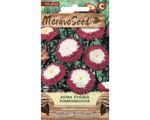 Astra čínská pomponkovitá, červeno-bílá