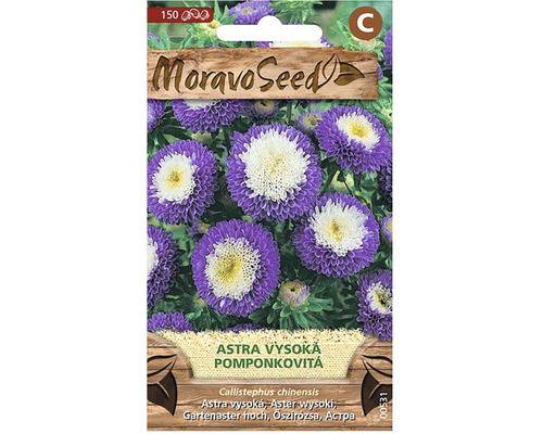 Astra čínská vyskoká pomponkkovitá, modro-bílá
