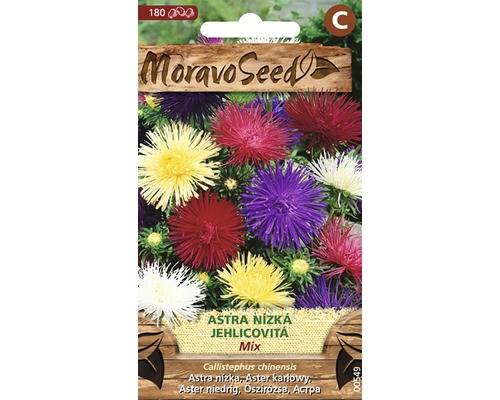 Astra čínská nízká jehlicovitá, směs
