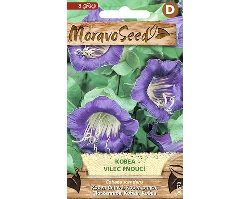 Kobea-Vilec pnoucí fialová