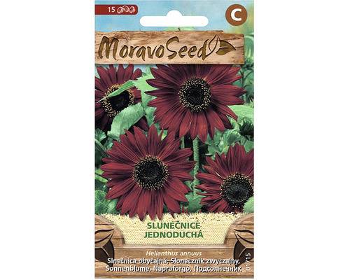 Slunečnice roční jednoduchá červená