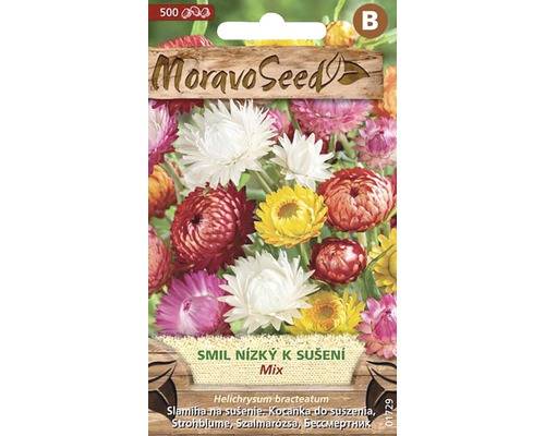 Smil listenatý nízký k sušení, směs