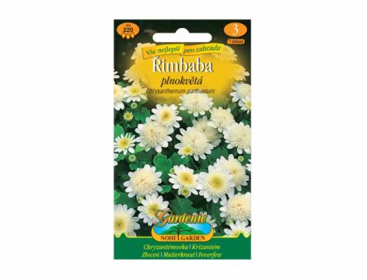 Chrysanthemum pa řimbaba bí