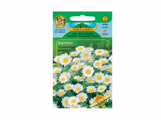 Kopretina - bílá - Chrysanthemum paludosum